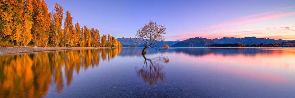 Lake Wanaka Tree Sunrise Autumn