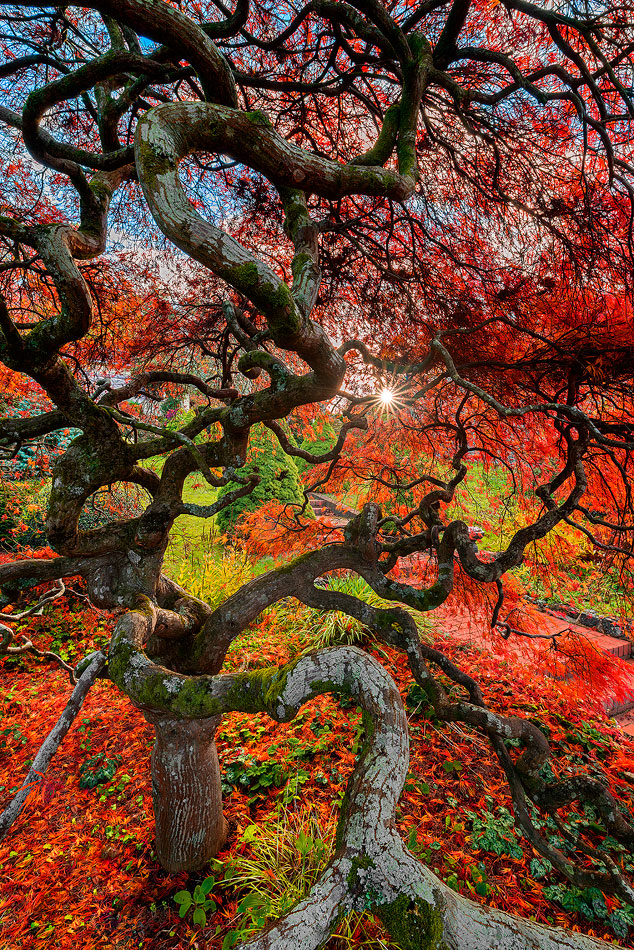 Japanese Maple Tree Photos Autumn