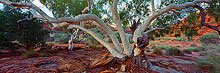 Kings Canyon Ghost Gum Photo
