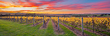 Vineyard Sunset Photos