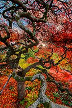 Japanese Maple Tree Autumn Photos