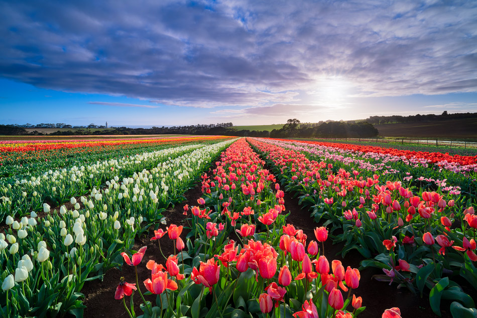 Tulip Photos, Wynyard Tulip Farm