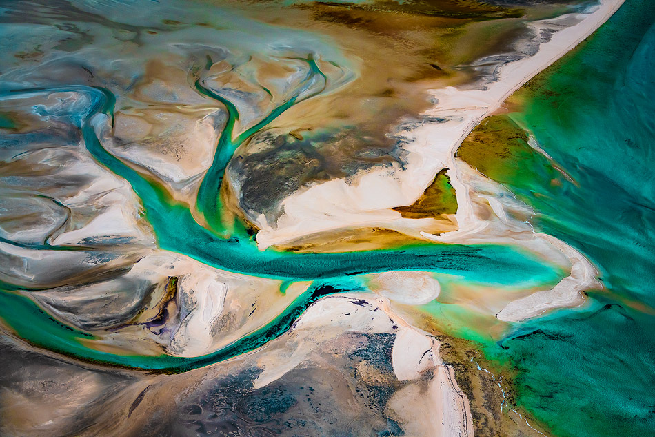 The Tree Shark Bay Photo