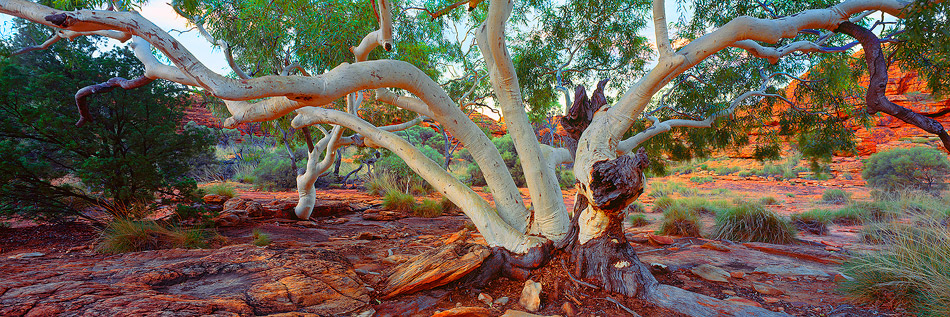 Ghost Gum, Kings Canyon
