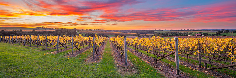 Mornington Peninsula Vineyard Photos