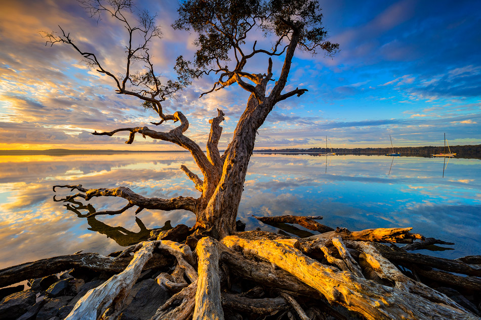 Lake Weyba Tree Sunrise Photos