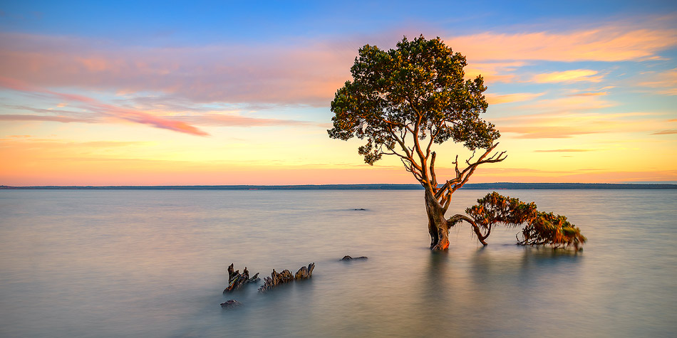 Tenby Point Mangroves Photo