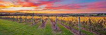 Mornington Peninsula Vineyard