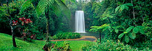 Millaa Millaa Falls Limited Edition Print