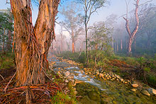 Mount Buffalo Forest Fog Photos