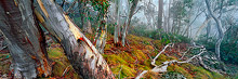 Snow Gums, Mt Buffalo